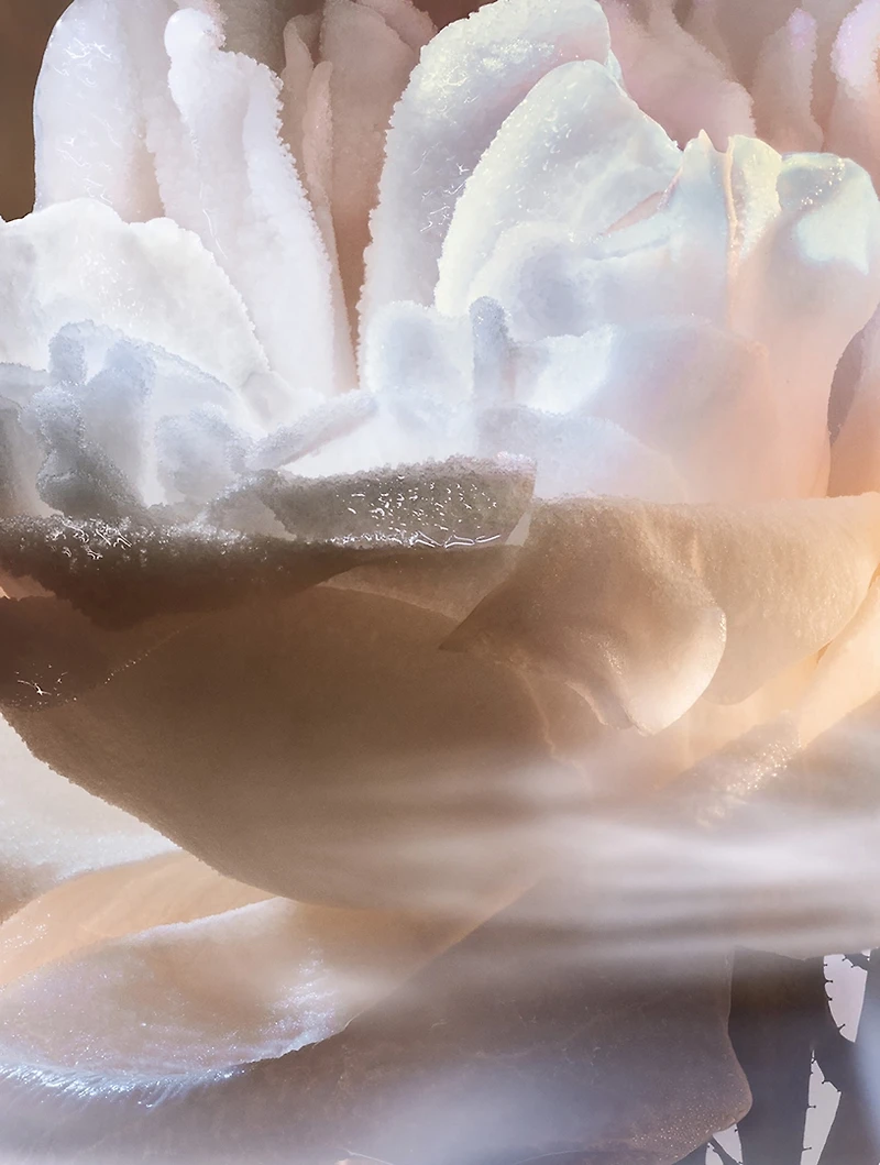 Absolue Les Parfum Not Your Rose Eau de Parfum