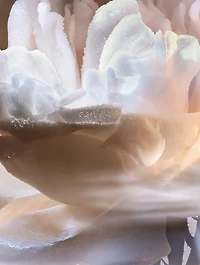 Absolue Les Parfum Not Your Rose Eau de Parfum