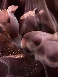 Absolue Les Parfum Rose or Die Eau de Parfum