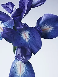 Armani/Privé Iris Bleu Eau de Toilette
