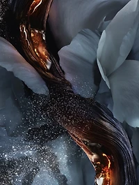 Absolue Les Parfums Rose from the Dark Eau de Parfum