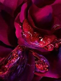 Absolue Les Parfums Forbidden Rose New Eau de Parfum