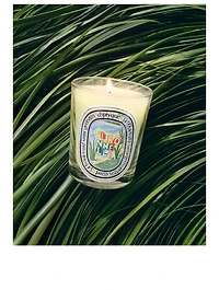 Citronnelle (Lemongrass) Classic Candle