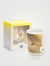 Apeliotes Scented Candle