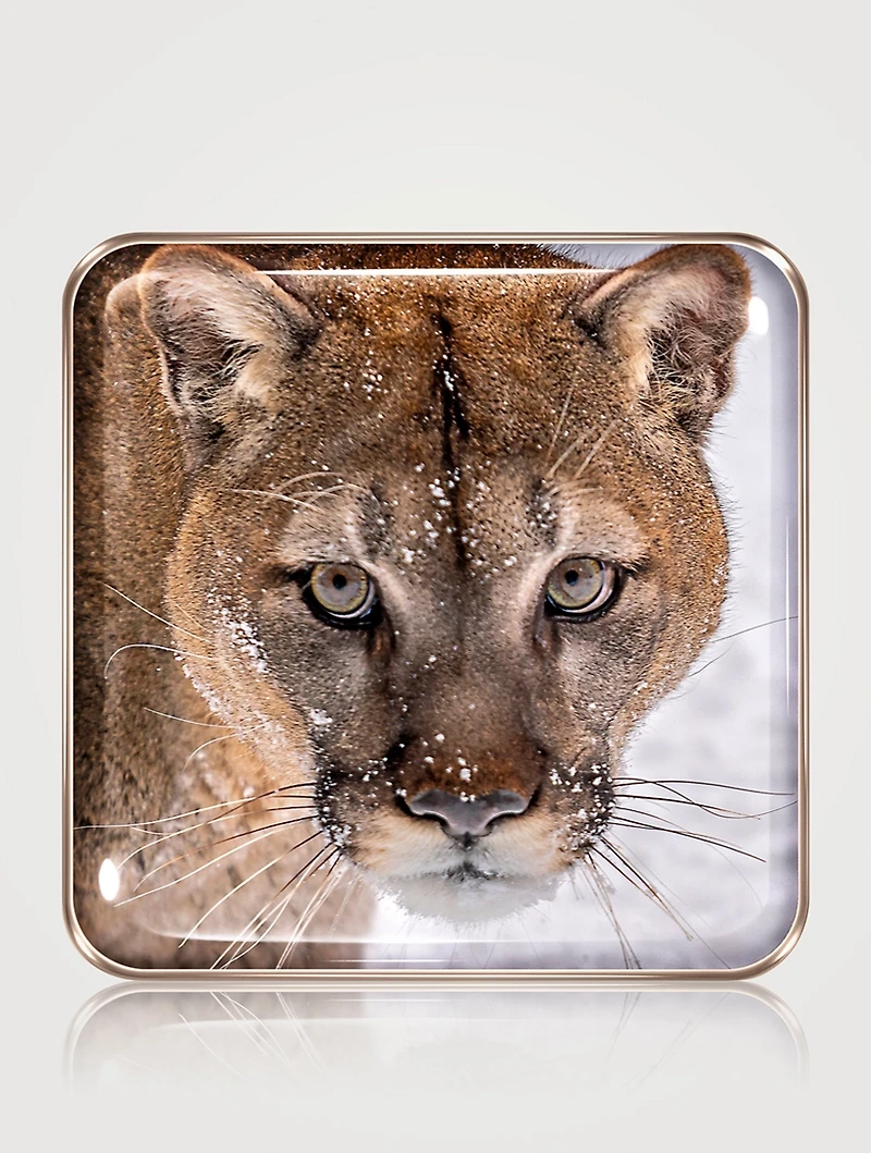 Cougar Eye Quartet