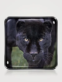 Black Jaguar Eye Quartet