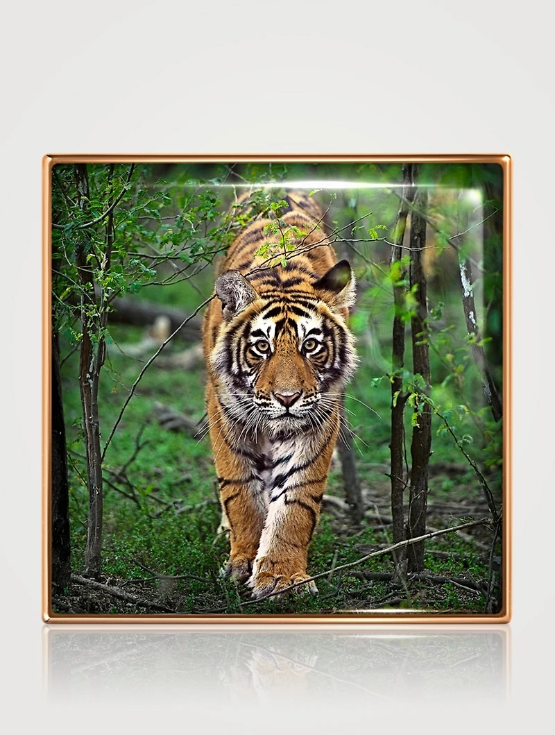 Luminescent Eye Shade - Tiger