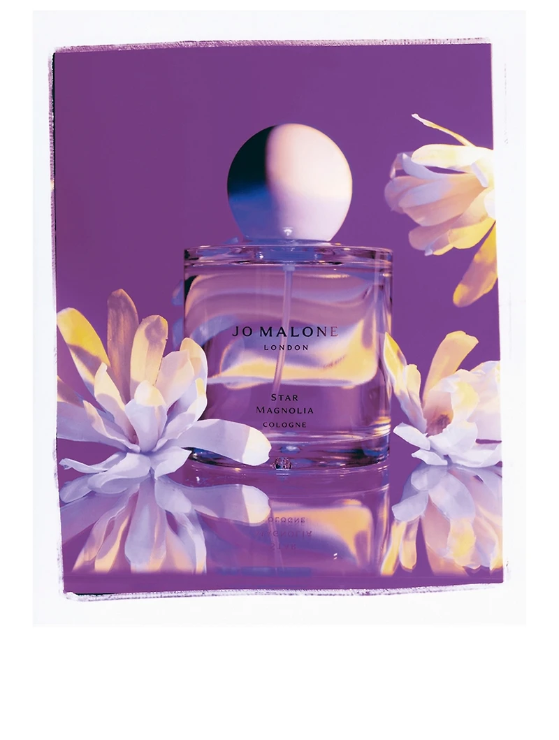 Star Magnolia Cologne