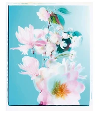 Nashi Blossom Cologne