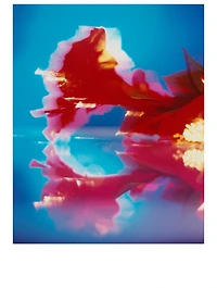 Red Hibiscus Cologne Intense