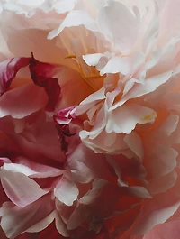 Peony & Blush Suede Travel Trio