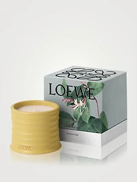 Honeysuckle Candle