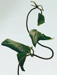 Honeysuckle Candle