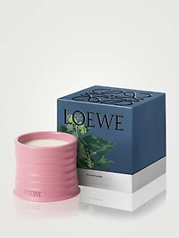 Ivy Candle