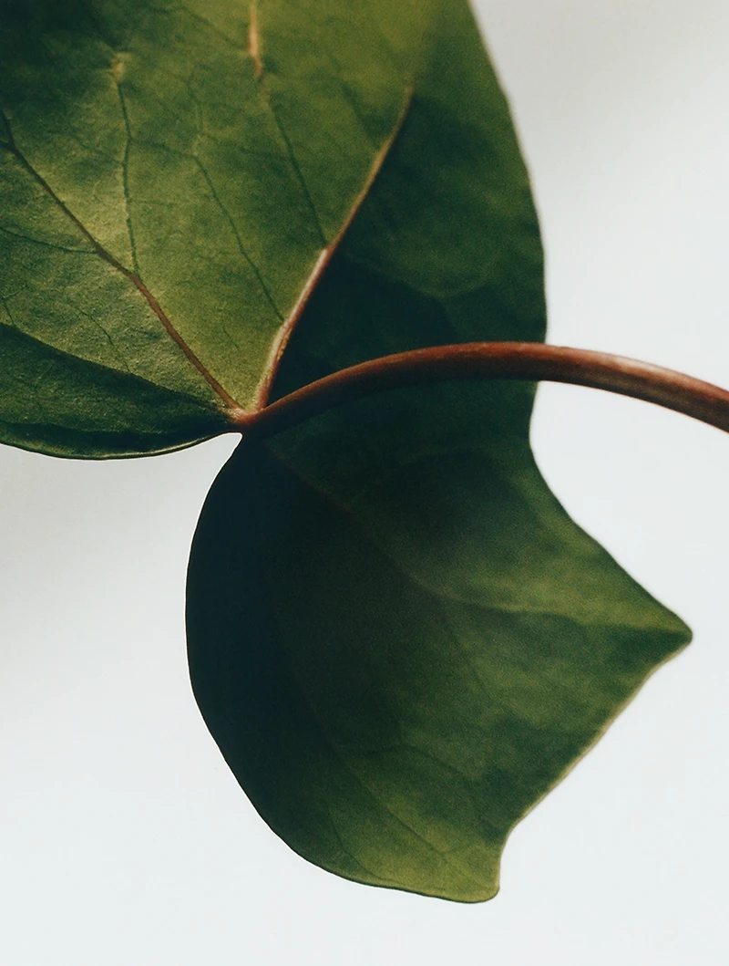 Ivy Candle