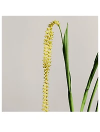 Dendrochilum Candle