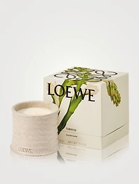 Polianthes Candle