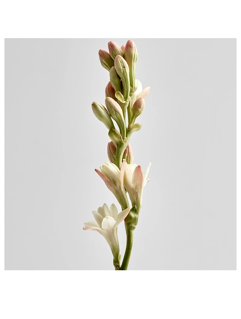 Polianthes Candle