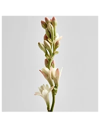 Polianthes Candle