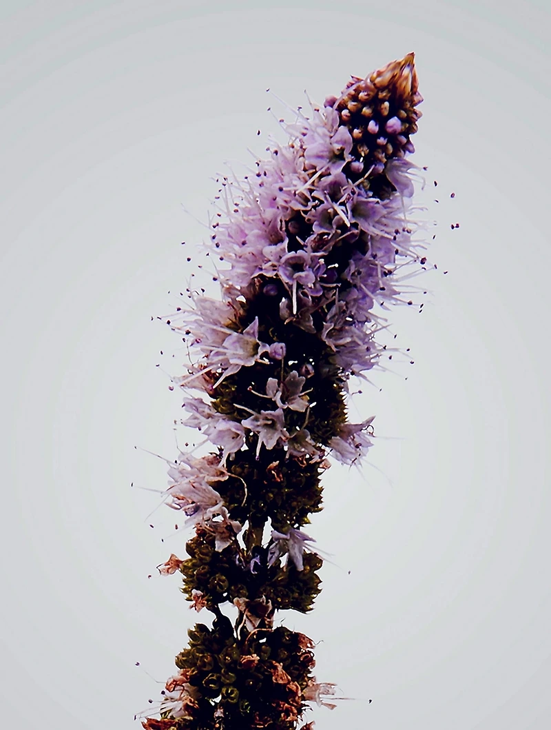 Verbena Outdoor Candle