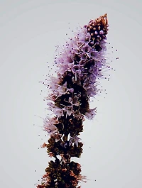 Verbena Outdoor Candle