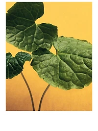 Wasabi Home Fragrance