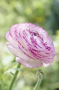 Bulbes de fleurs Tasc - Renoncule asiatique Picotee blanche