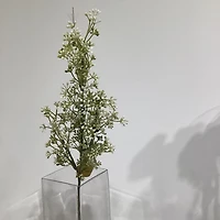 White Baby'S Breath