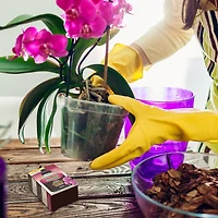 Schultz® Orchid Liquid Plant Food 15-5-5 150 g