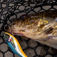 Rapala Rattlin' Rapala 3-1/8", Holographic Shad