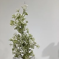White Baby'S Breath
