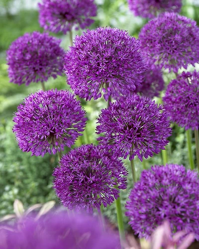 TASC Allium ‘Purple Sensation’ Aflatunense, bulbe de fleur vivace