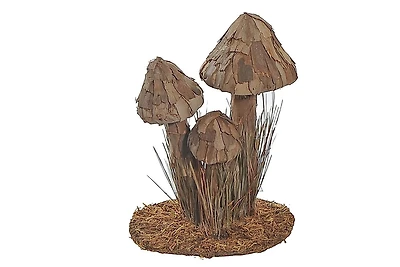 Tree Bark Mushroom Brown