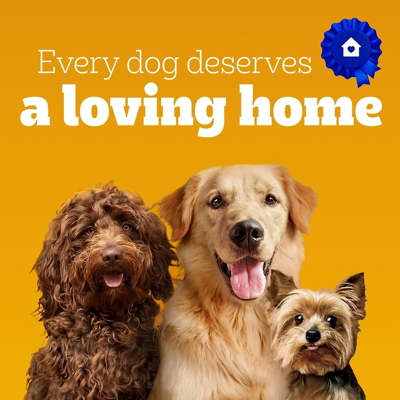 PEDIGREE DENTASTIX Gâteries de soins buccodentaires saveur de bœuf pour chiens adultes de race moyenne – réduisent l’accumulation de plaque et de tartre, 40 bâtonnets
