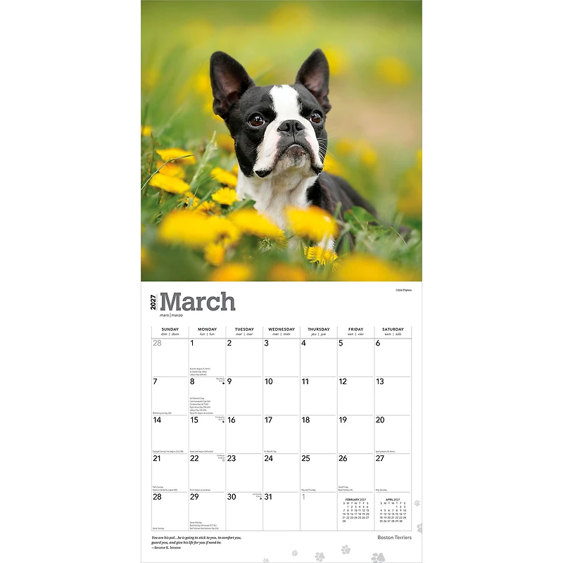 Boston Terriers 2027 Square