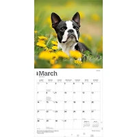 Boston Terriers 2027 Square