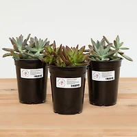 Avery Waterproof Labels, 1" x 2⅝",  for Laser Printers - 35520