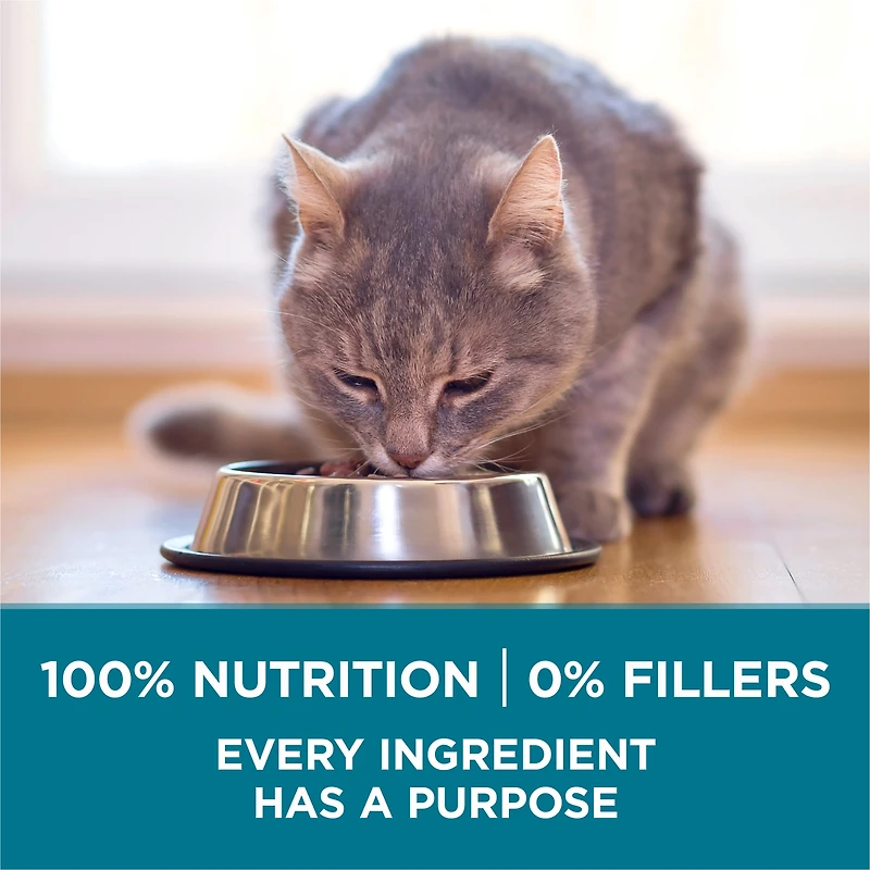 Purina ONE Salmon & Rice, Dry Cat Food 1.6kg