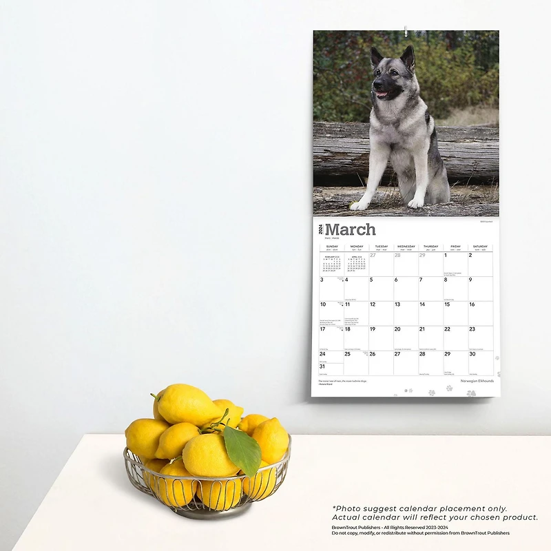 BrownTrout Norwegian Elkhounds 2024 12x24 Inch Square Wall Calendar, 9781975470739