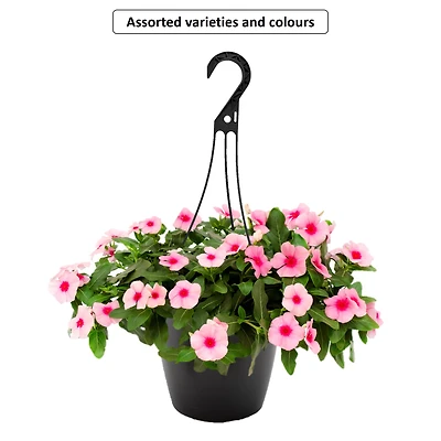 #1.5G Hanging Basket Annual, Assorted, Outdoor Live Plants for Home Garden