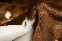 Tapis En Fausse Peau De Vache H-Luxe