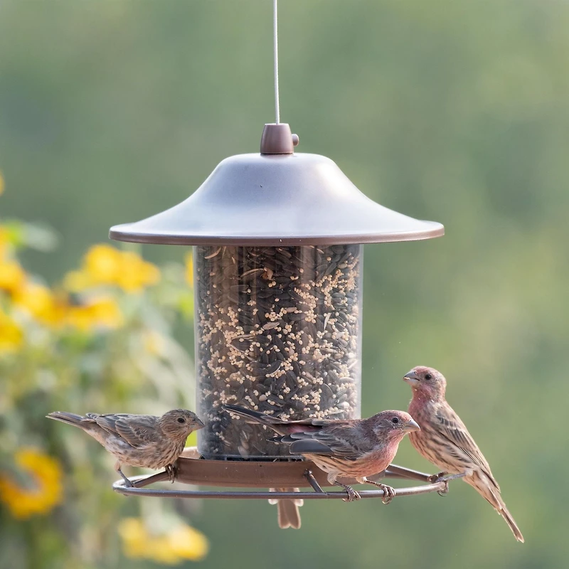 Perky-Pet 2 lb Small Panorama Wild Bird Feeder