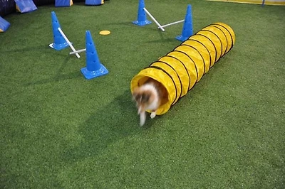 Cool Runners Puppy Gym Bundle