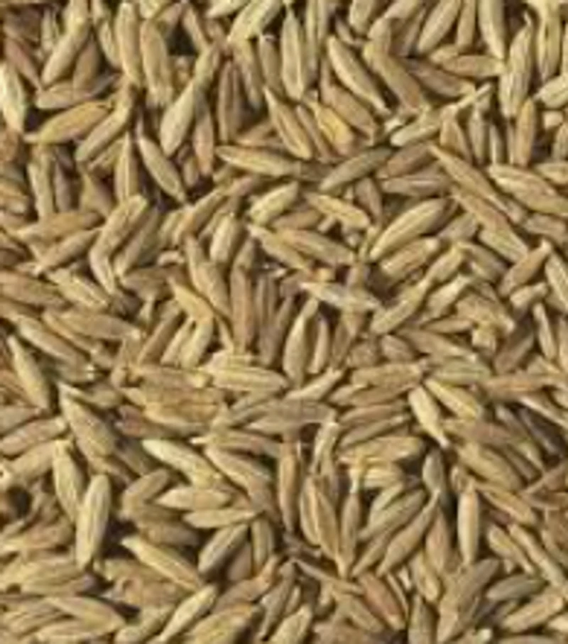 Q CUMIN SEED