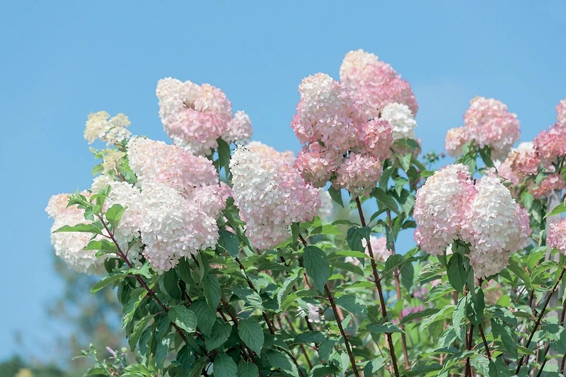 1 Gallon Fall Garden Shrub 6 Pack