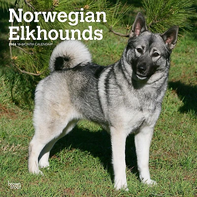 BrownTrout Norwegian Elkhounds 2024 12x24 Inch Square Wall Calendar, 9781975470739