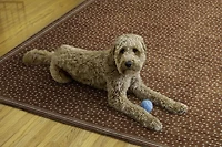 Outdoor Washable Estero Orange & Ivory 5' x 7' Area Rug