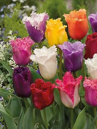 Bulbes de tulipes Tasc « frangées » assorties – Bulbes de tulipes vivaces à floraison printanière