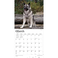 BrownTrout Norwegian Elkhounds 2024 12x24 Inch Square Wall Calendar, 9781975470739