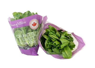 Inspired Greens Living Lettuce Crunchy & Sweet Romaine